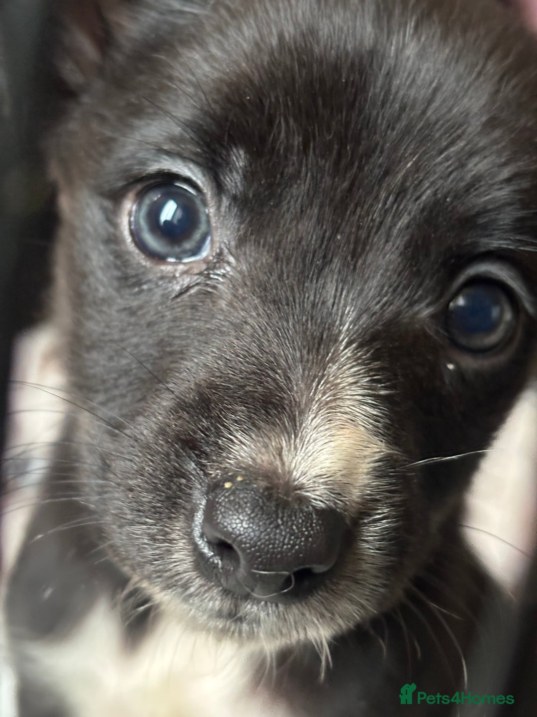 Mixed Breed dogs for sale: Cocker x Collie puppies  - Advert 8