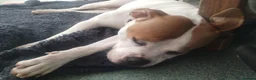 Boxer dogs for adoption: Skye  - Advert 3