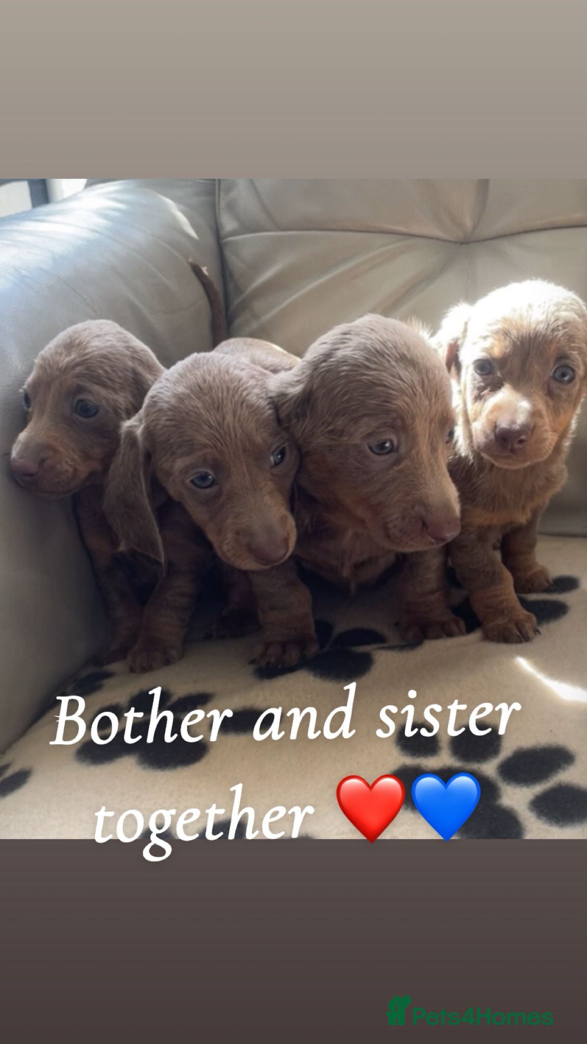 Miniature Dachshund dogs Miniature dachshund  - Advert 1