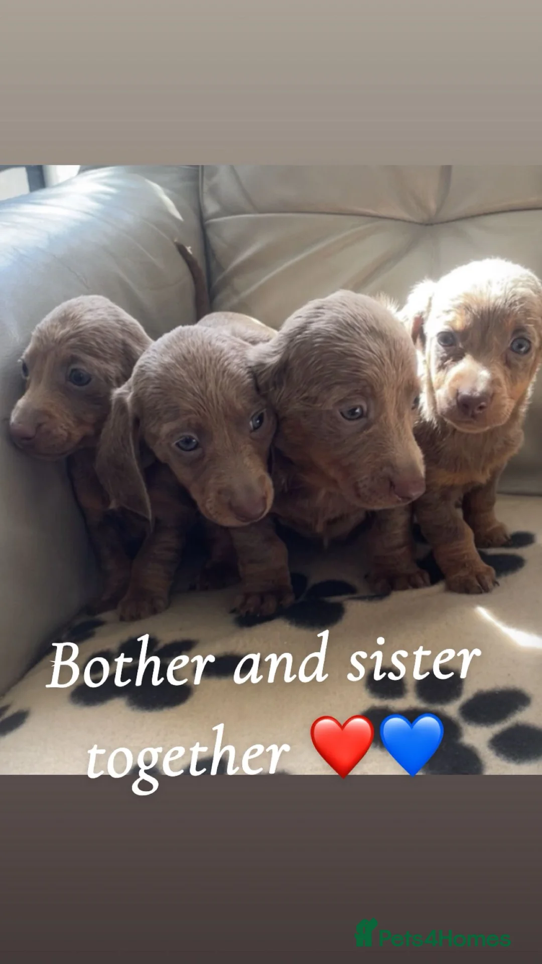 Miniature Dachshund dogs for sale: Miniature dachshund  in Norwich - Advert 1