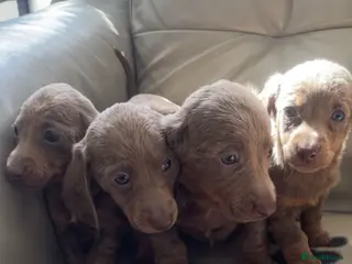 Miniature Dachshund dogs Miniature dachshund - Advert 1