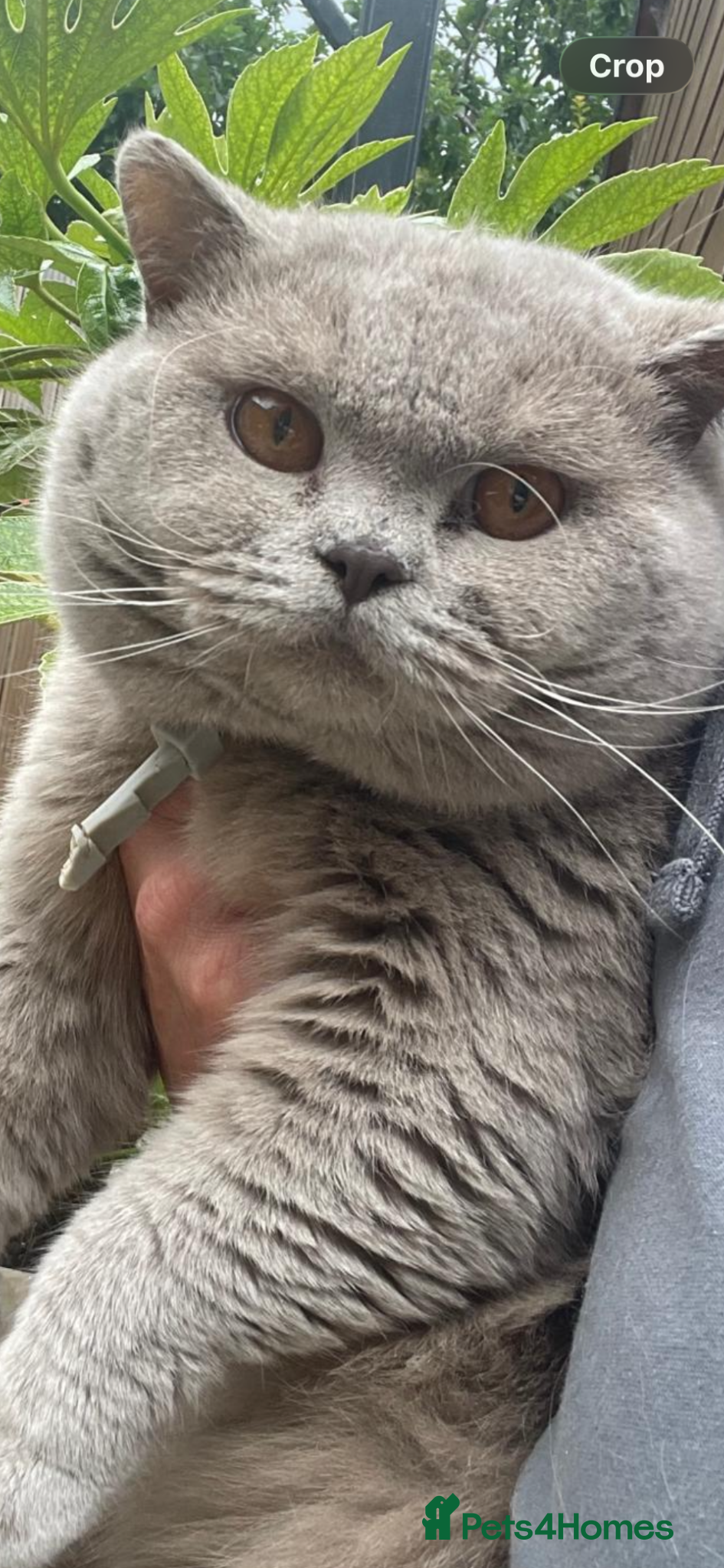 British Shorthair cats Re home Paddy British short hair  - Advert 1