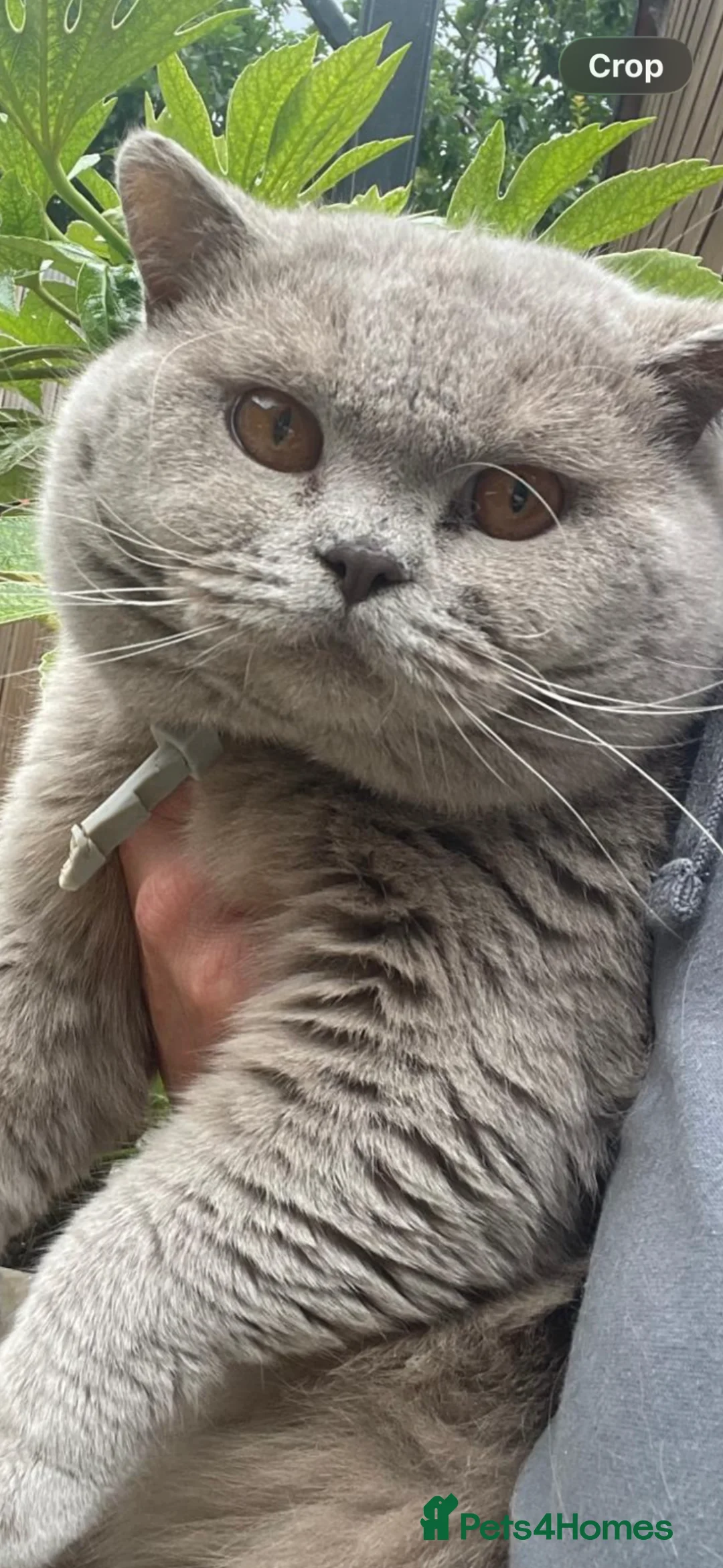 British Shorthair cats for sale: Re home Paddy British short hair  - Advert 1