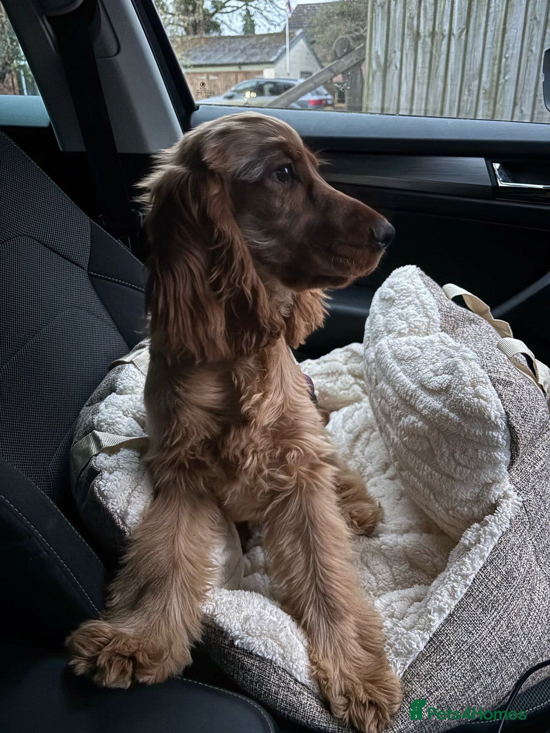 Cocker Spaniel dogs for sale: Looking for a new home  - Advert 7