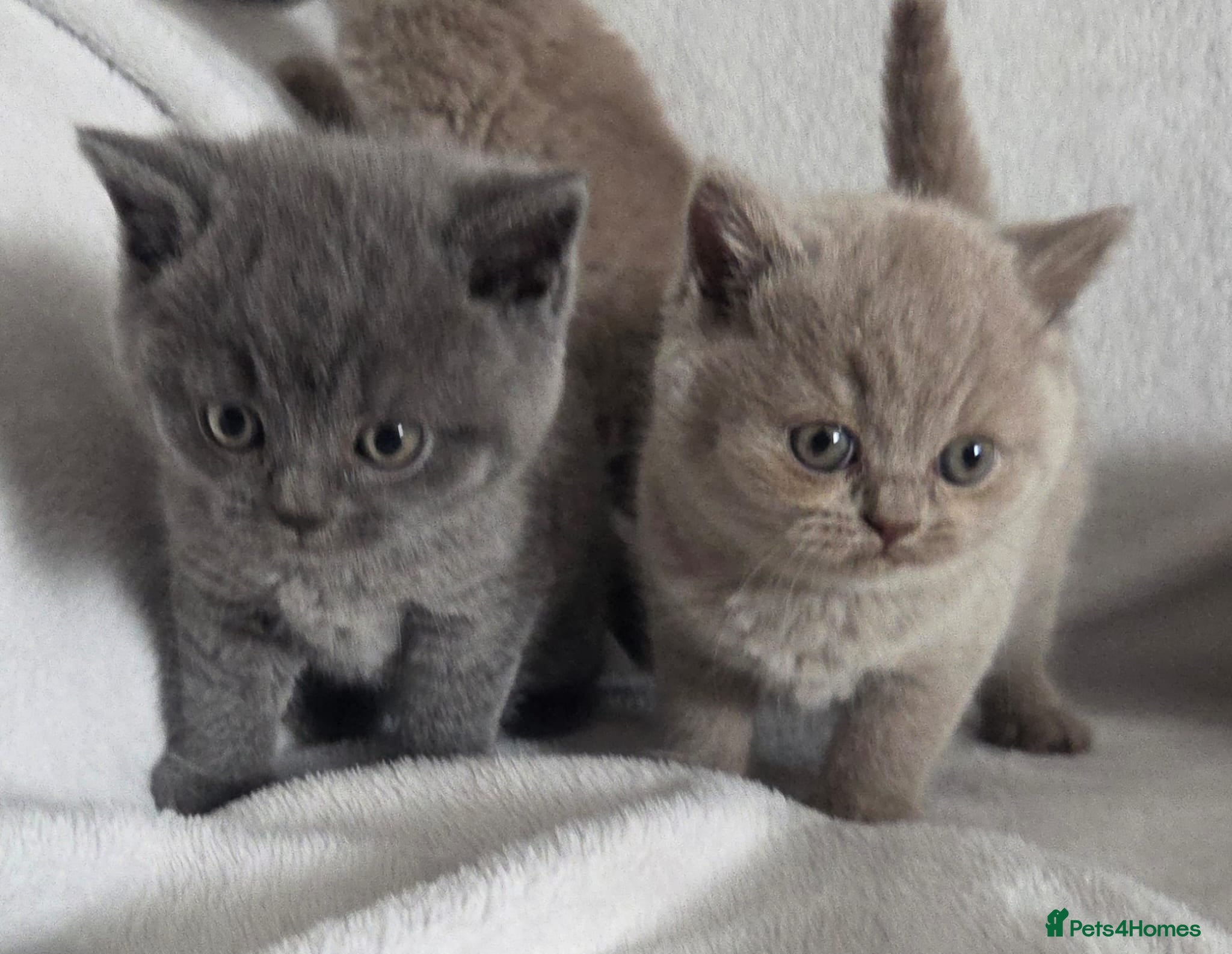 British Shorthair cats Beautiful british shorthair kittens  - Advert 3