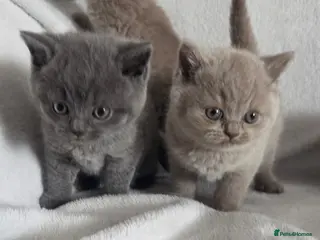 British Shorthair cats Beautiful british shorthair kittens - Advert 3