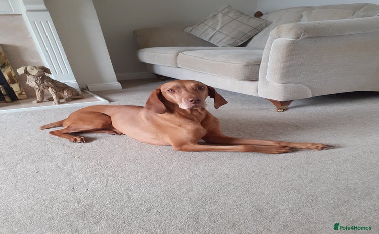 Hungarian Vizsla dogs - Advert 1