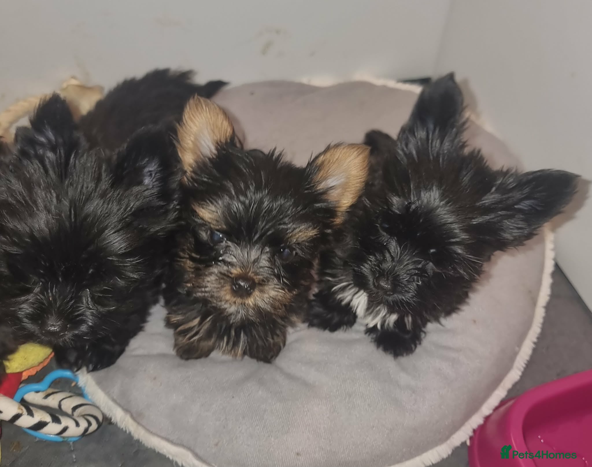 Yorkshire Terrier dogs Yorkshire Terrier - Advert 1