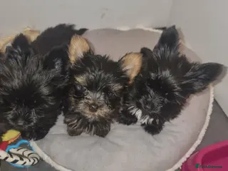 Yorkshire Terrier dogs Yorkshire Terrier - Advert 1