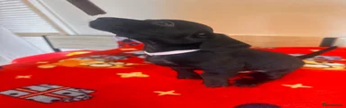 Doxiepoo 2