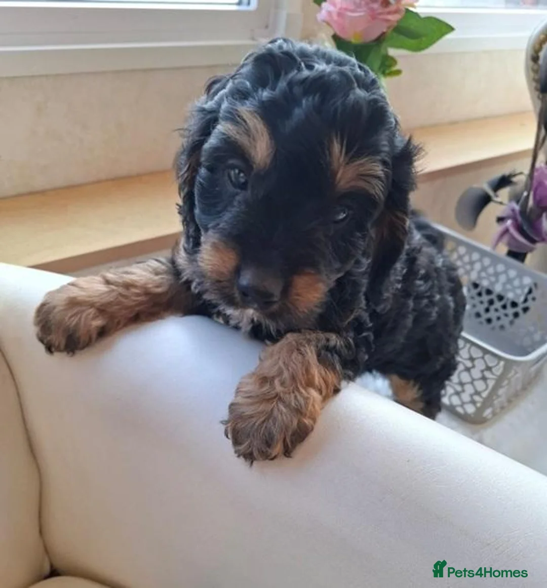 Cavapoo dogs for sale: Adventure Starts With Four Little Paws in Norwich - Advert 8