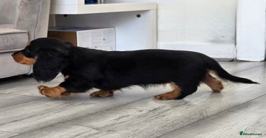 Miniature Dachshund dogs - Advert 17