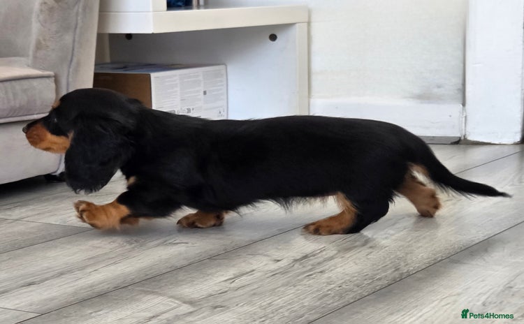 Miniature Dachshund dogs - Advert 10