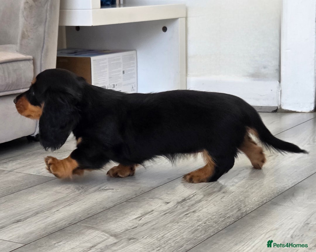 Miniature Dachshund dogs for sale: Amazing longhaired Miniature Dachshunds - Image 2