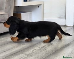 Miniature Dachshund dogs - Advert 1