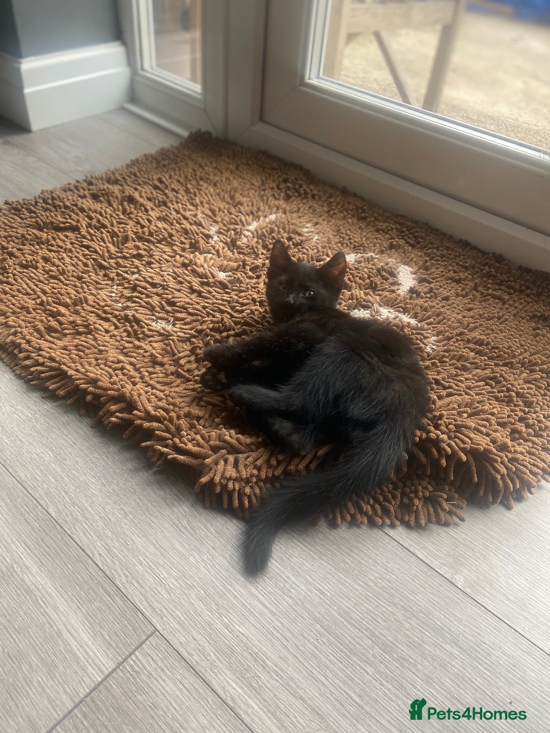 Mixed Breed cats for sale: Three mixed breed kittens - Image 25