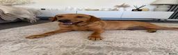 Labrador Retriever dogs for sale: KC Registered Fox Red Labrador Puppies in Aldershot - Advert 2