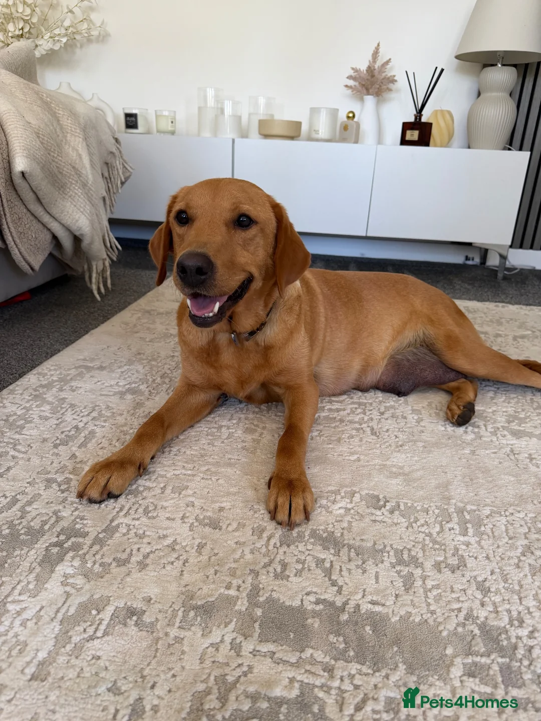 Labrador Retriever dogs for sale: KC Registered Fox Red Labrador Puppies in Aldershot - Advert 2