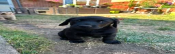Labrador Retriever dogs for sale: (3 left) ADORABLE LABRADOR PUPPIES FOR SALE 🐾  - Advert 9