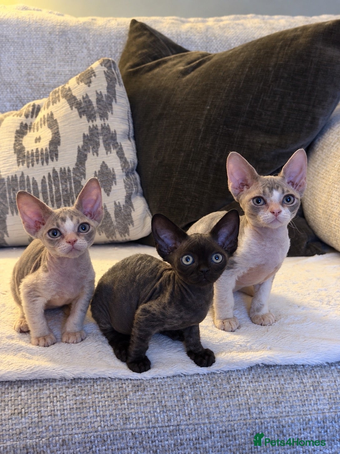Devon Rex cats Two beautiful Devon Rex Boys - Advert 7