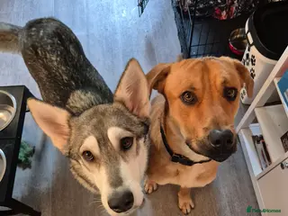 Mixed Breed dogs Northern inuit Bullweiler Pups - Advert 2