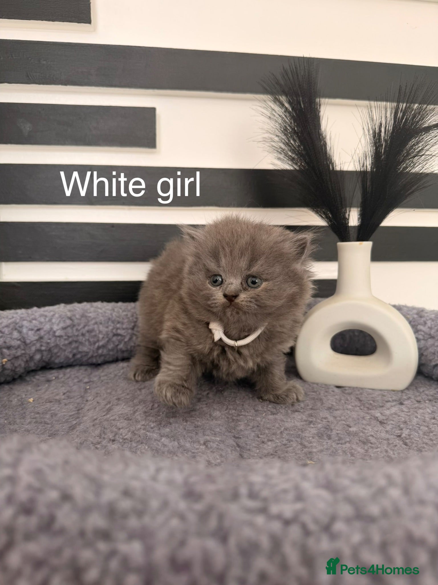 British Longhair cats Beautiful grey and lilac kittens - Advert 7
