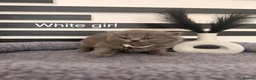 British Longhair cats for sale: Beautiful grey and lilac kittens - Advert 1