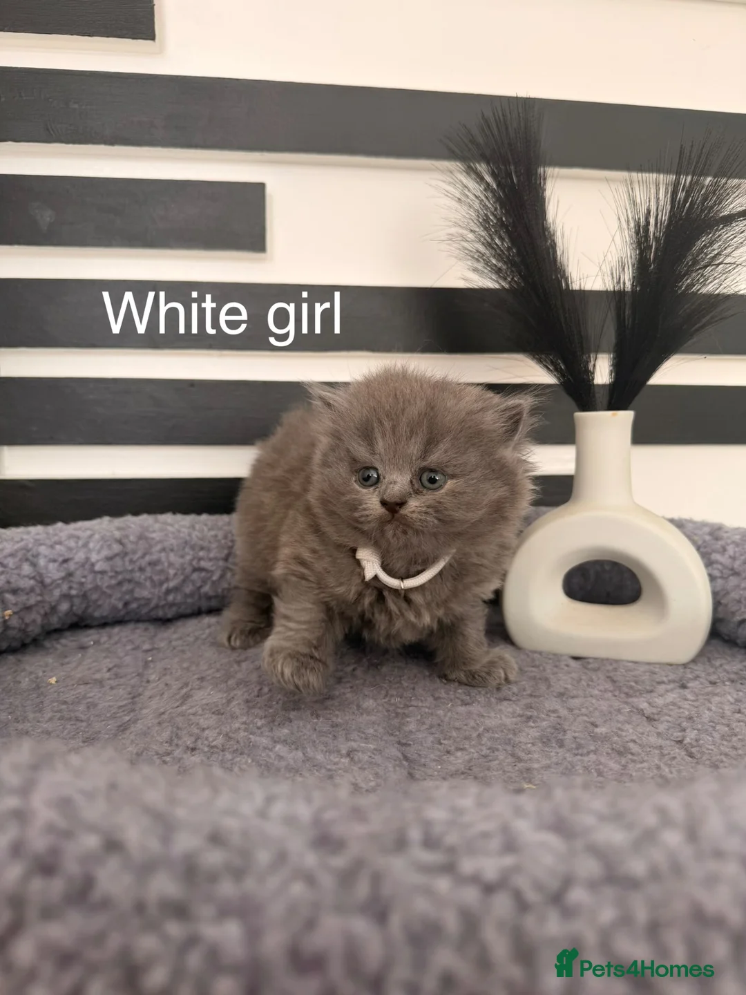 British Longhair cats for sale: Beautiful grey and lilac kittens - Advert 1