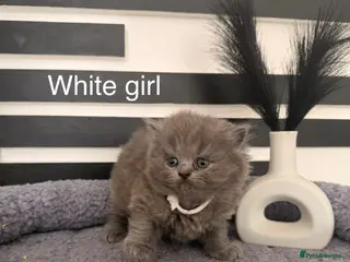 British Longhair cats Beautiful grey and lilac kittens - Advert 1