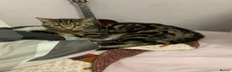 Mixed Breed cats for sale: Two cats looking for home in Daventry - Advert 7