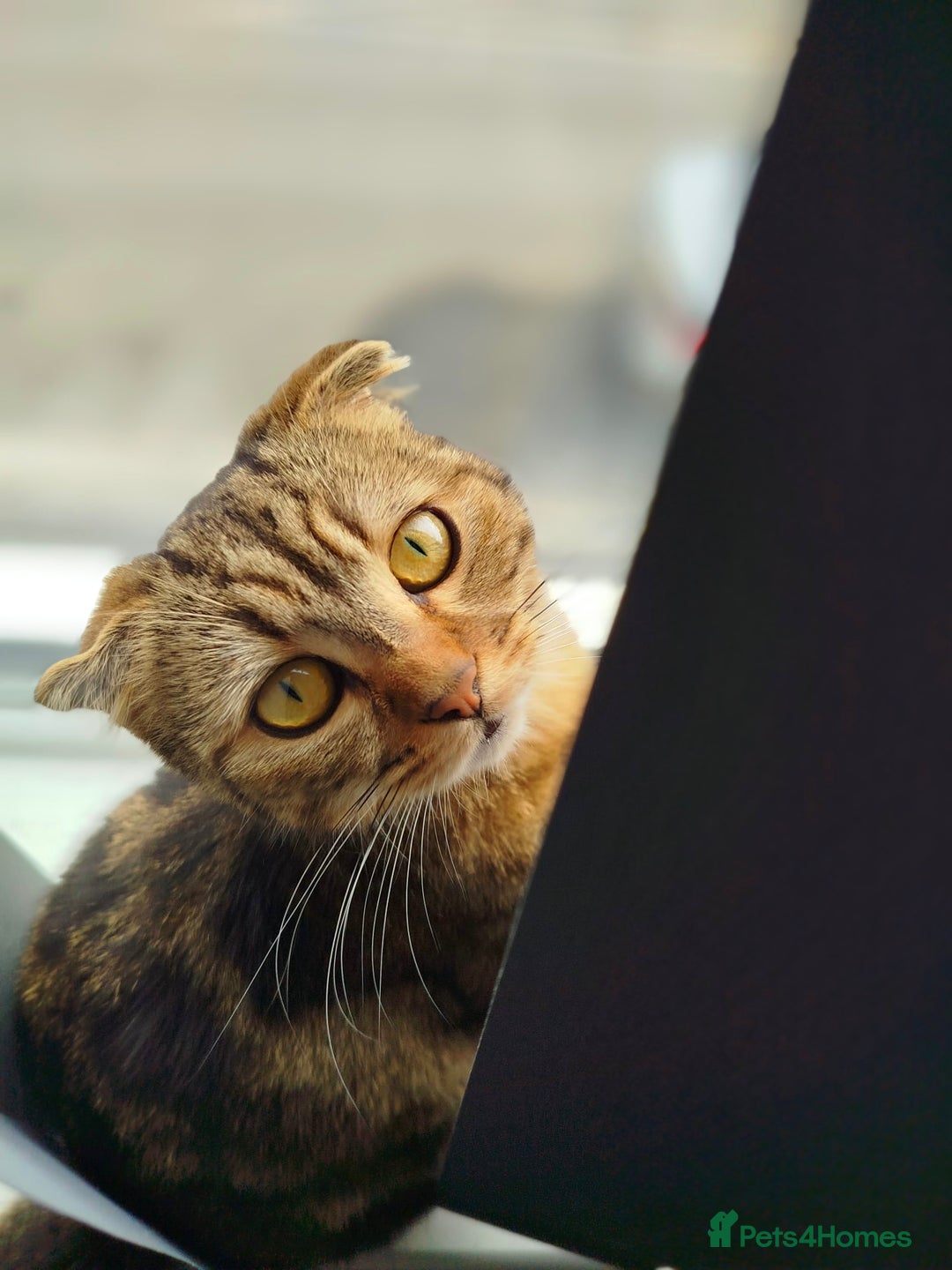 Scottish Fold cats for sale: Puss in the boot - Image 7