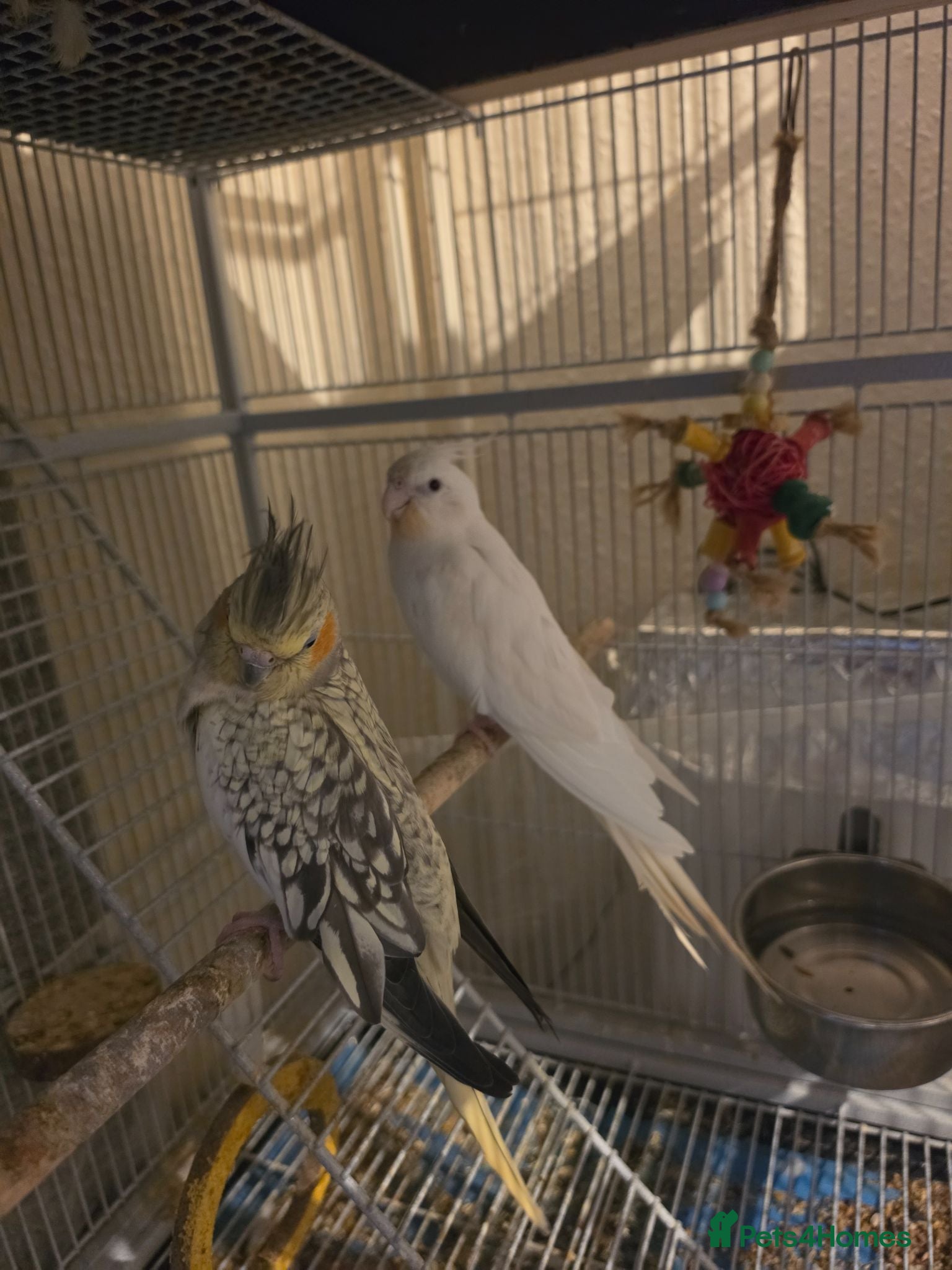 Cockatiels birds Baby Cockatiels Ready Soon 🐦 - Advert 1