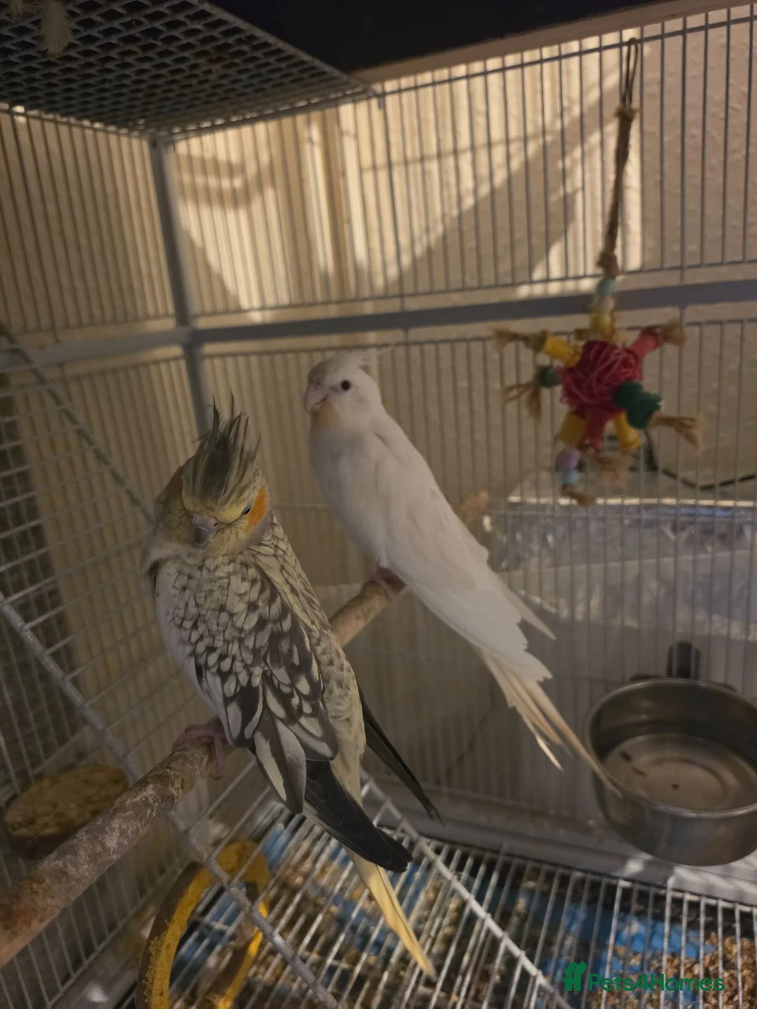 Cockatiels birds for sale: Baby Cockatiels Ready Soon 🐦 in Banbury - Advert 1