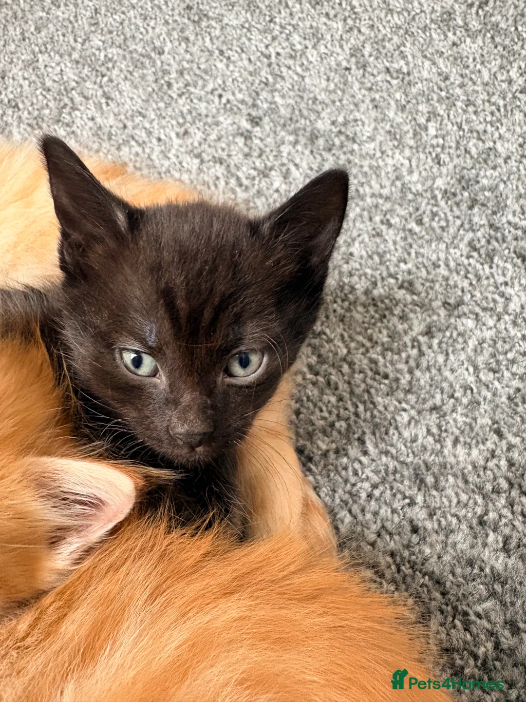 British Shorthair cats for sale: 3 BEAUTIFUL BABIES LEFT - Advert 1