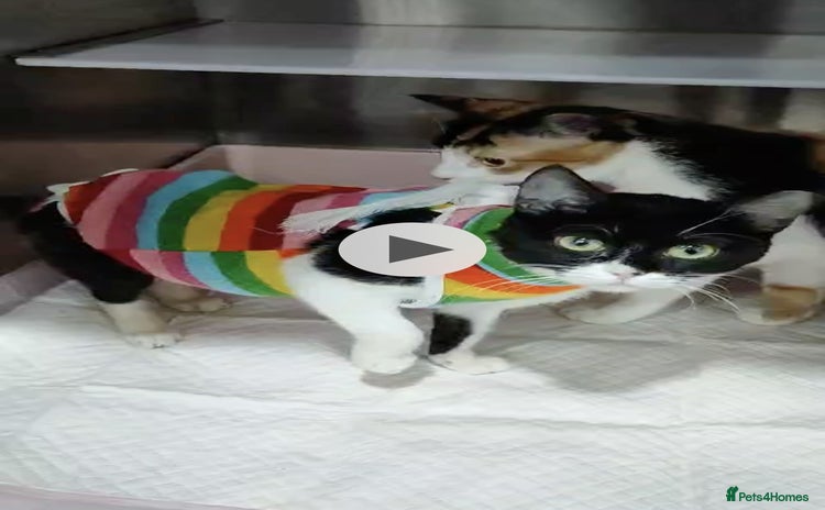 Mixed Breed cats - Advert 16