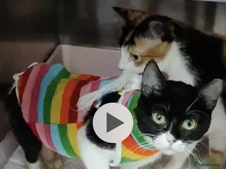 Mixed Breed cats - Advert 11