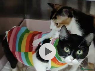 Mixed Breed cats Felicity - Advert 17