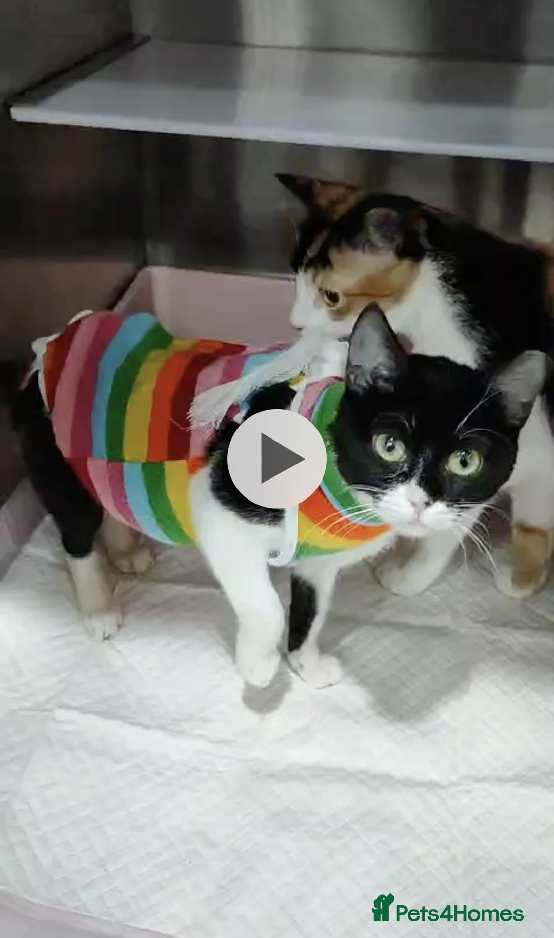 Mixed Breed cats for adoption: Felicity - Advert 1