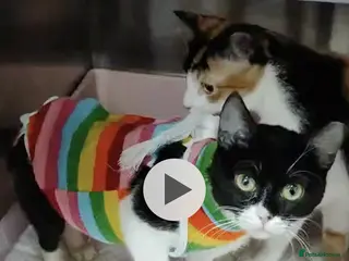 Mixed Breed cats Felicity - Advert 4