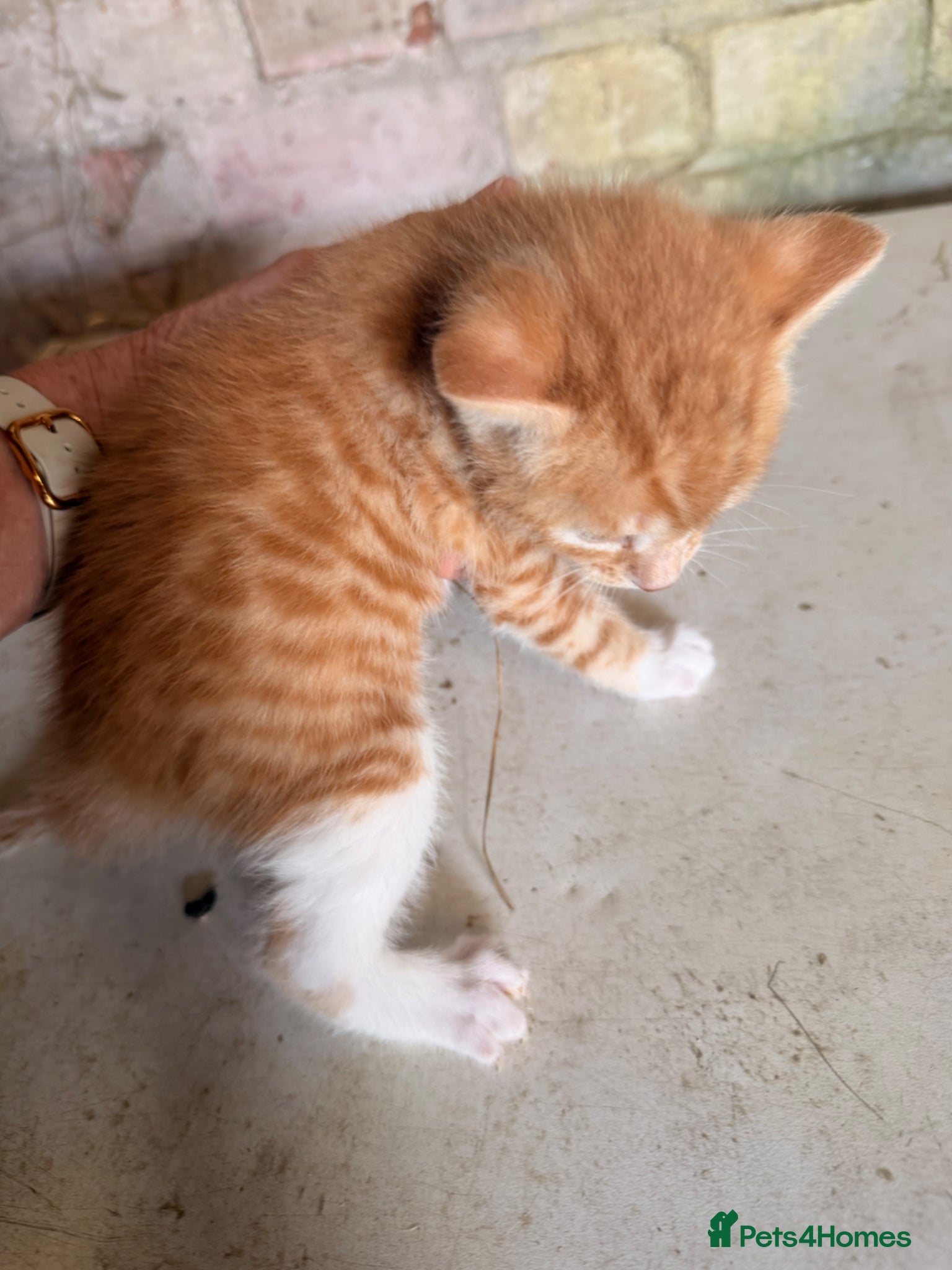 Mixed Breed cats for sale: Ginger kittens (part Bengal) - Advert 8