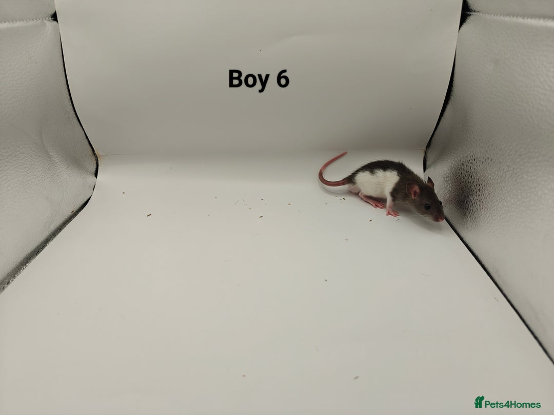 Rat rodents for sale: JAN: 27 Rats (21 Rats: 10 Boys & 11 Girls Left) - Advert 7