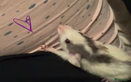 Rat rodents for sale: Baby rats ready now - Image 2