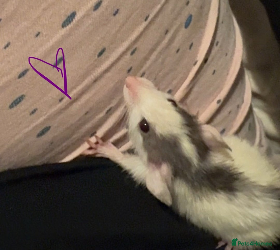 Rat rodents for sale: Baby rats ready now - Image 2