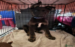 German Shepherd dogs for sale: MAXIMUS/ PEDIGREE GSD/ KENNEL CLUB REGISTERED/ - Image 6