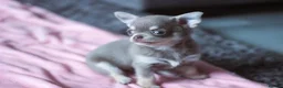 Chihuahua dogs for sale: Kc Registered Small cream/white chihuahua girl  - Advert 14