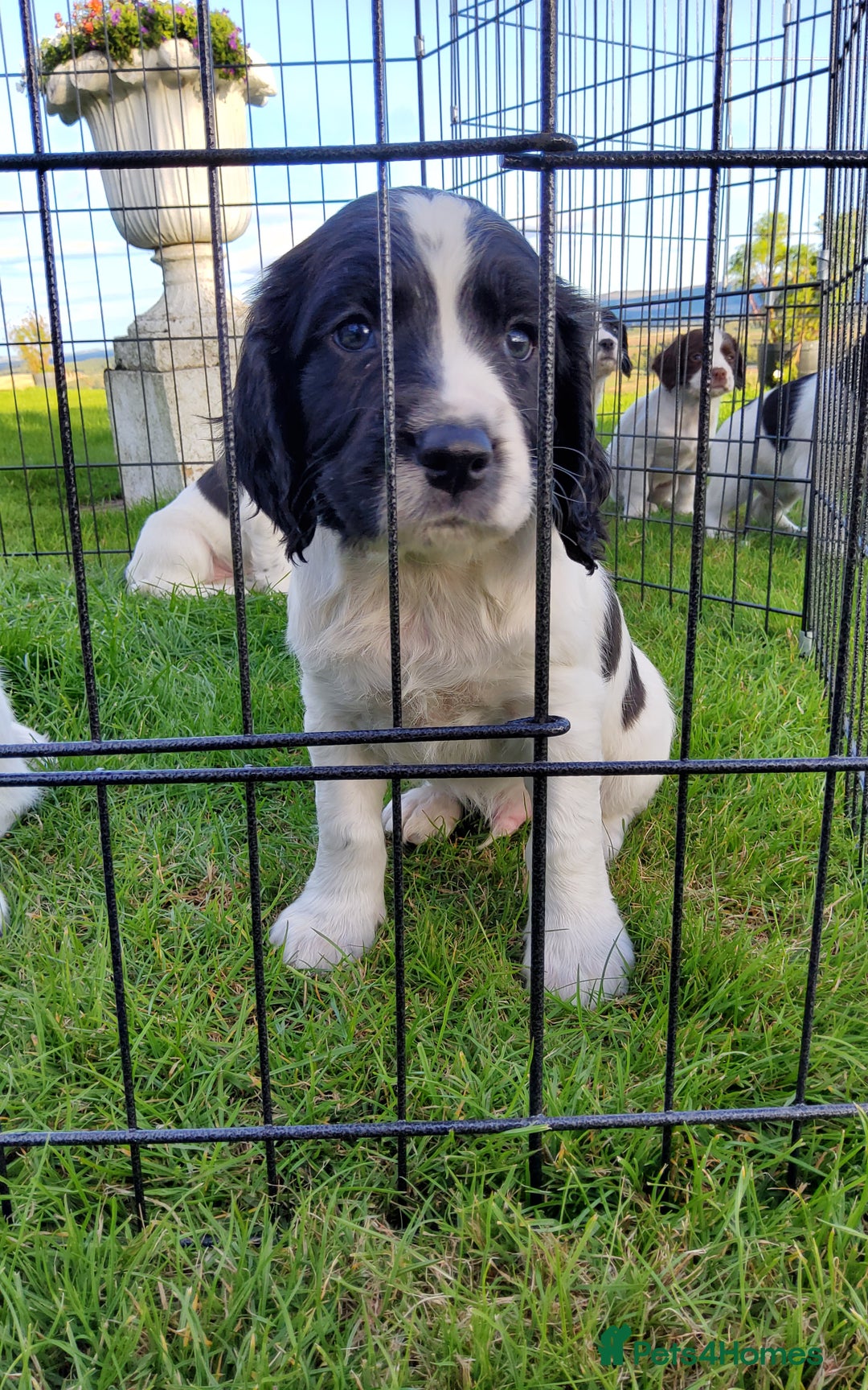 English Springer Spaniel dogs for sale: 3 male Springer Spaniel pups KC Reg and Pedigree - Image 15