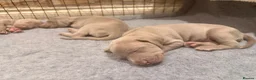 Weimaraner dogs for sale: Wonderful KC Reg Weimaraner Puppies x 6  - Advert 10