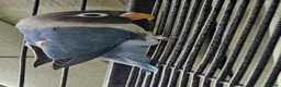 Lovebirds birds for sale: Black masked lovebirds in Middlesbrough - Advert 6