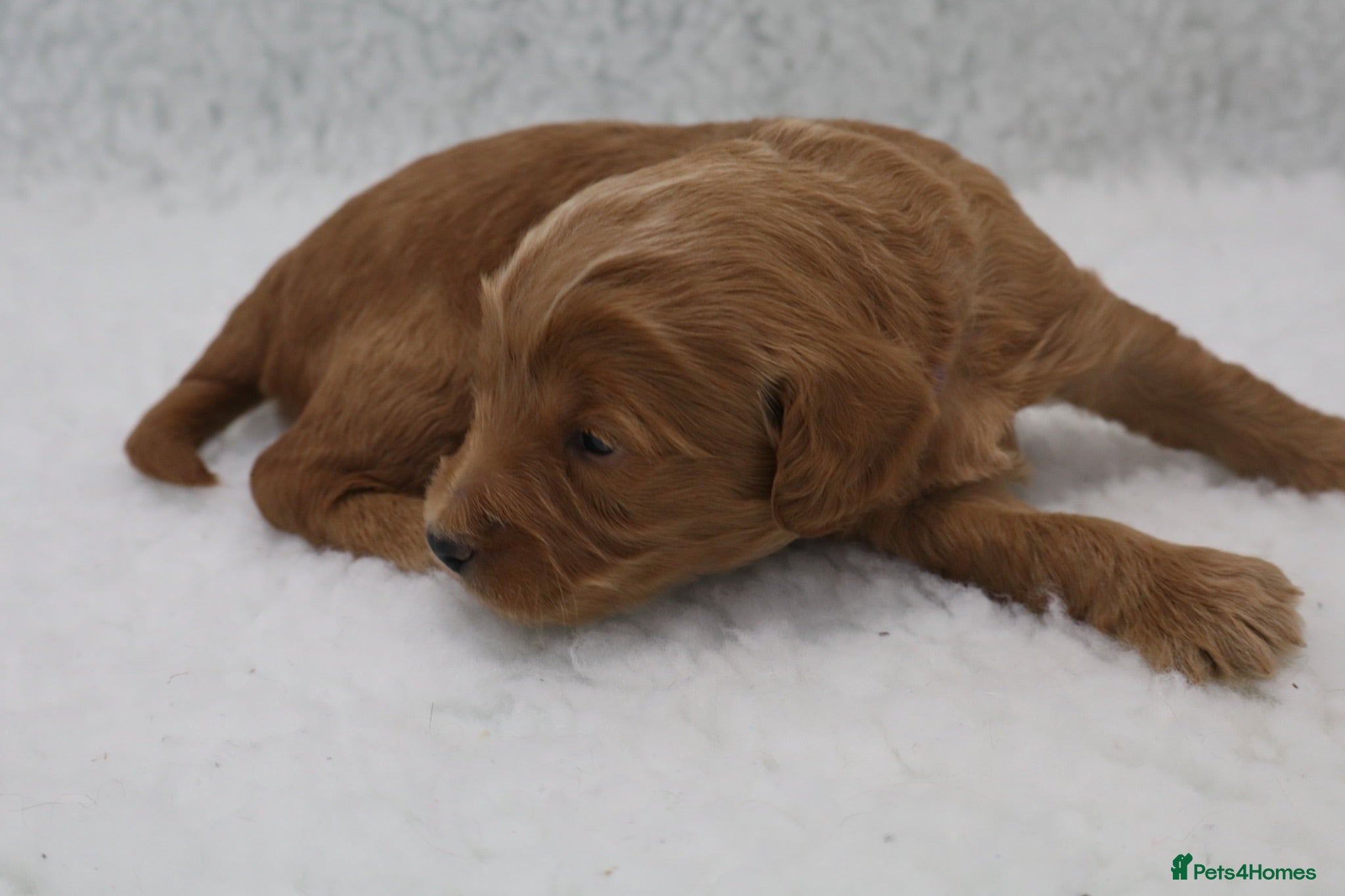 Cockapoo dogs ELITE COCKAPOOS LICENSED 5* BREEDERS - Advert 1