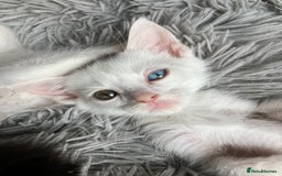 Mixed Breed cats for sale: Lovely little kittens for sale - Image 12